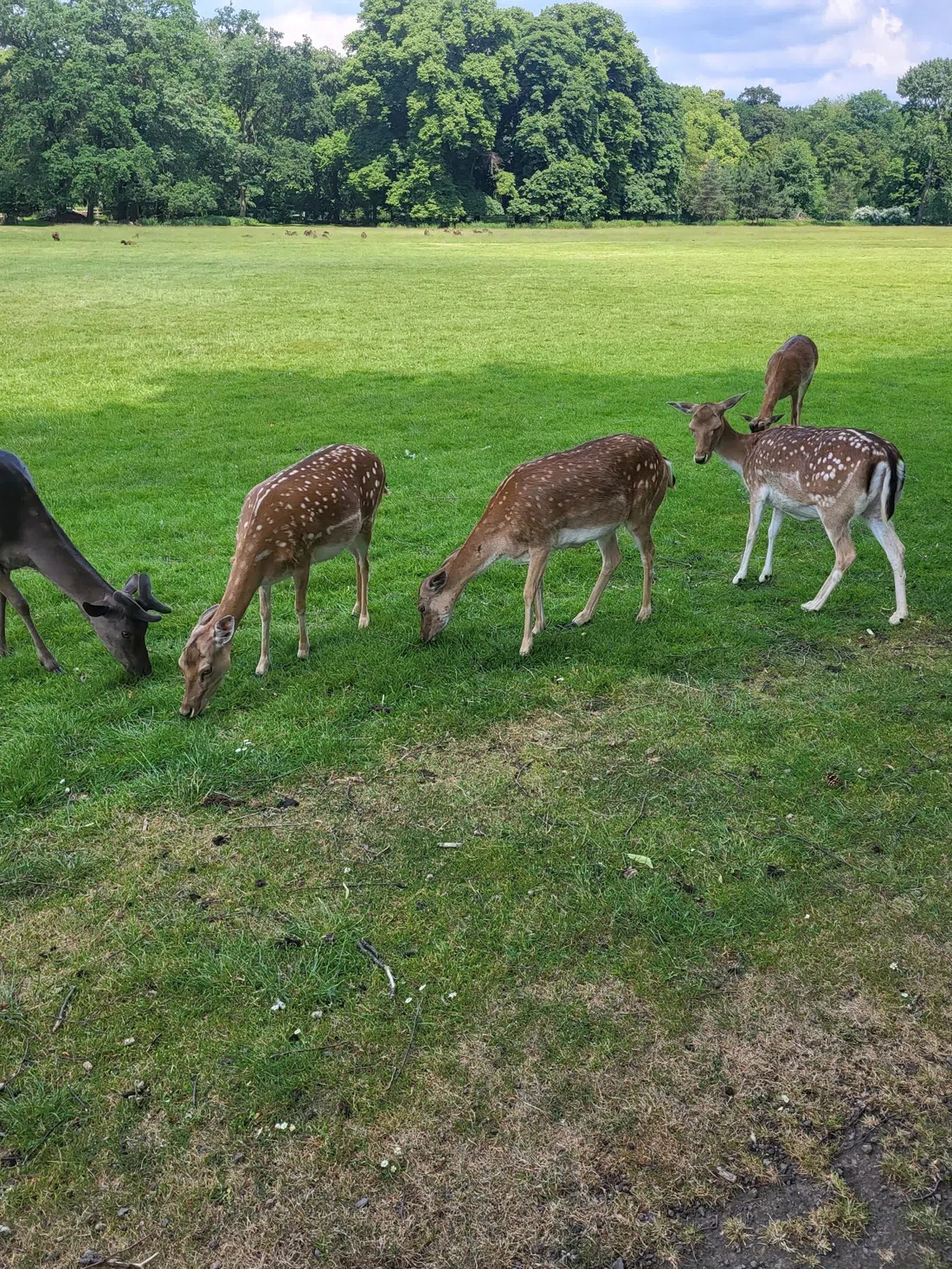 Lindenthaler Tierpark, Cologne