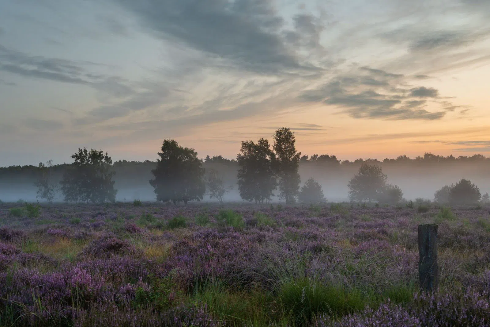 Wahner Heide, Cologne